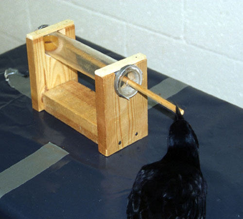 Betty in pushing experiment 1