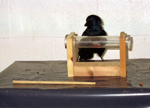 Betty looking at pushing experiment apparatus