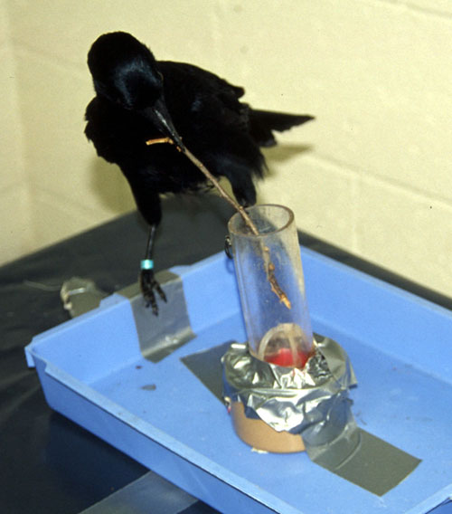 Betty in well + stick experiment (wrong way)