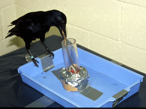 Betty in well + stick experiment 1