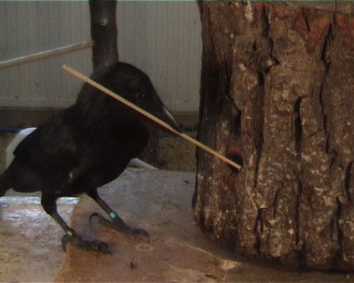 Right-lateral tool use