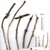 Twig tools made by Abel and Betty in captivity