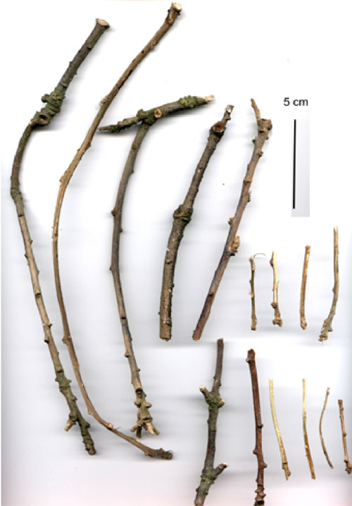 Twig tools made by Abel and Betty in captivity