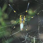 Nephila maculata