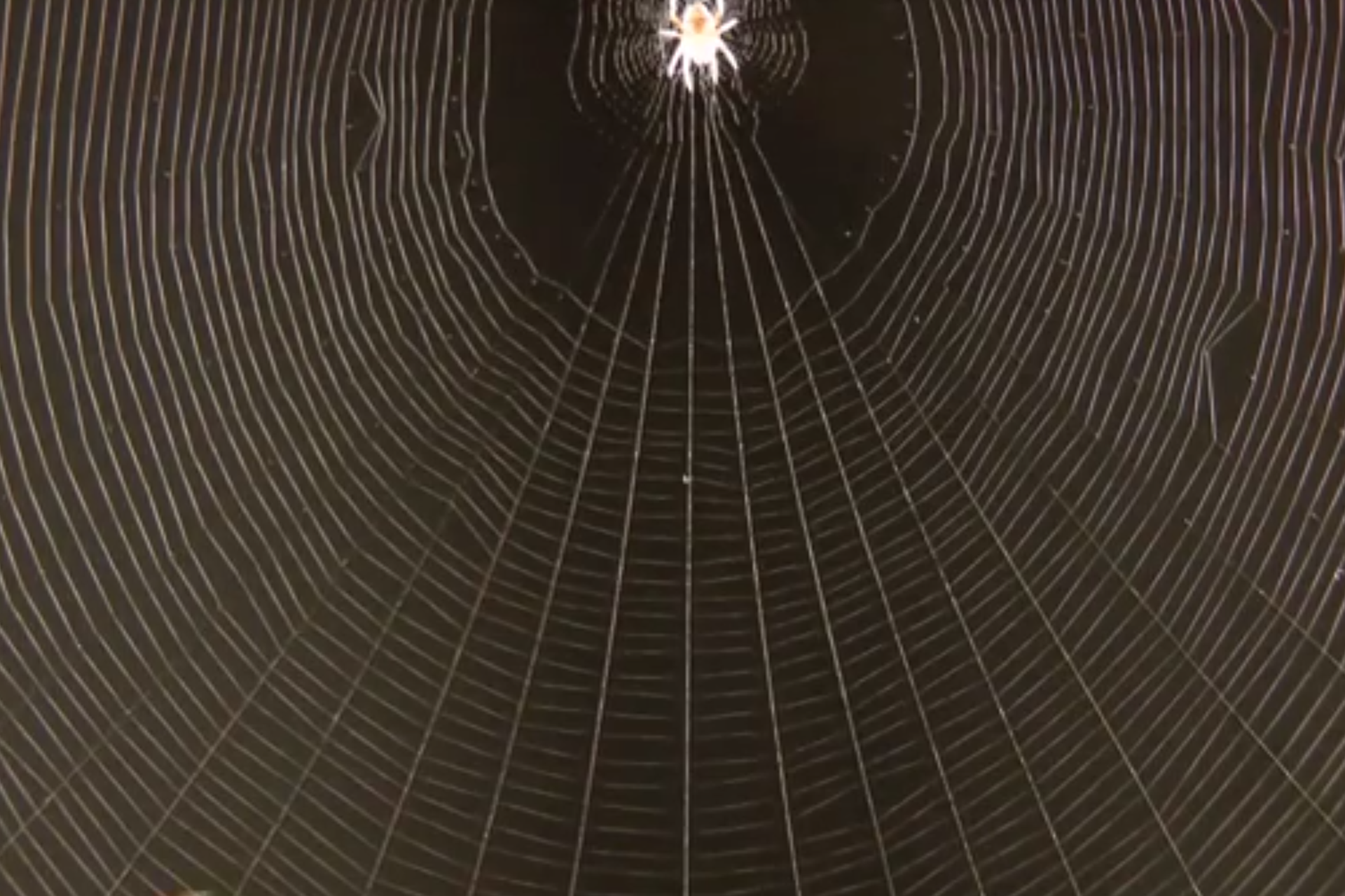 Spider catching prey using web vibrations