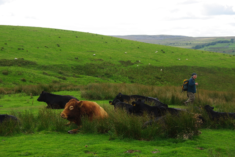 A bull unimpressed by Jim T near Nether Lodge on the Ribble Way, Yorkshire Dales, 17 September 2010