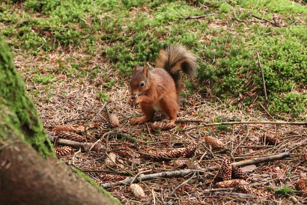 A red squirrel (photo by John)