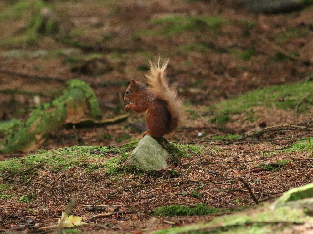 Another red squirrel (photo by John)