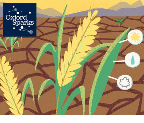 Image related to Oxford Sparks animation on hardy crops, with link