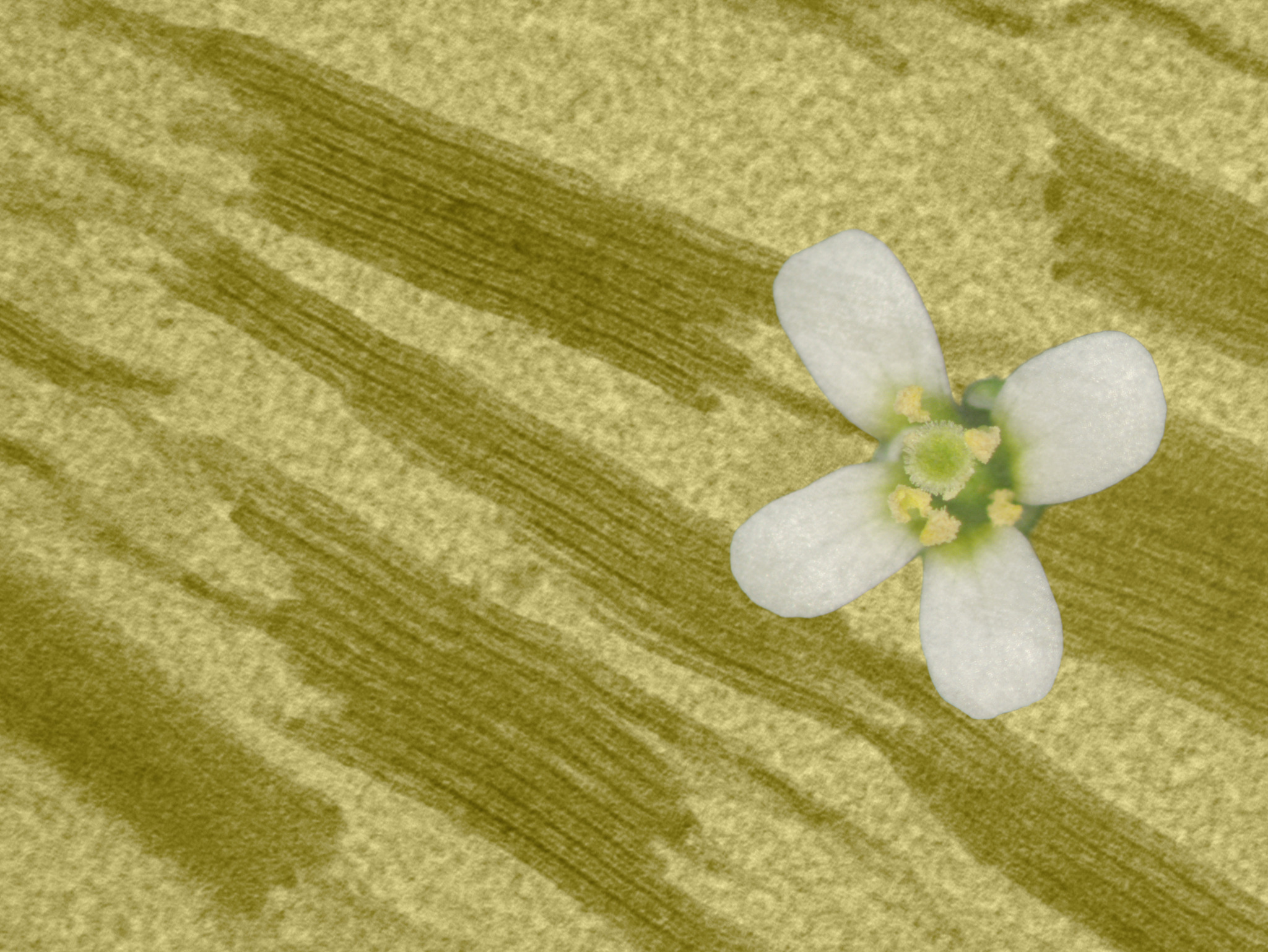 Arabidopsis flower and chloroplast micrograph