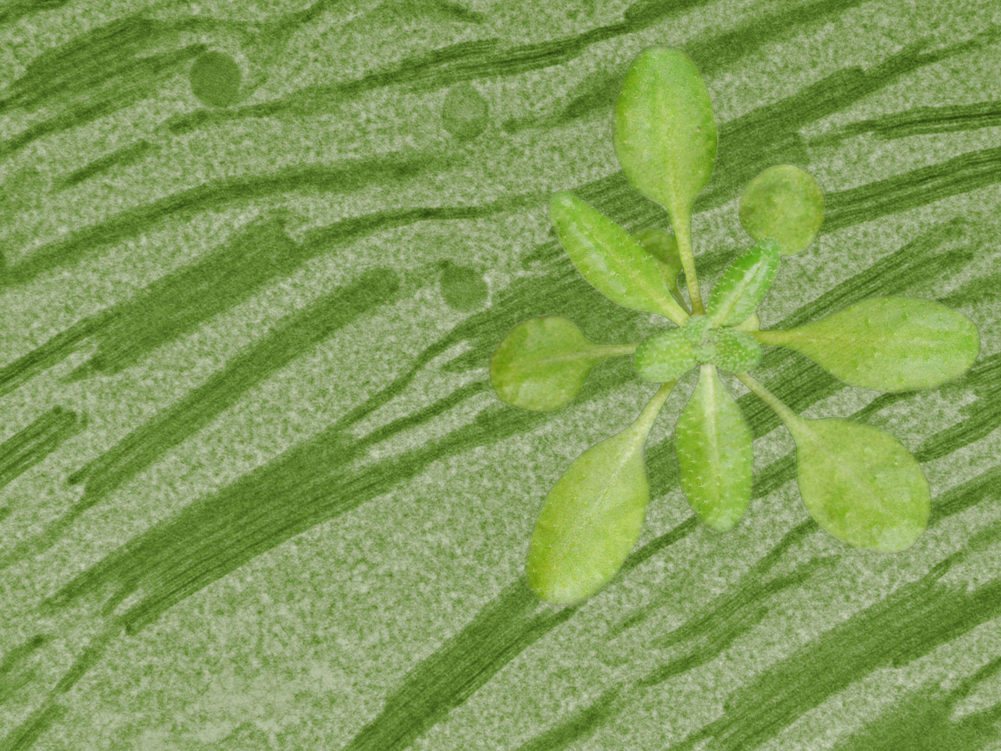 Arabidopsis rosette and chloroplast micrograph