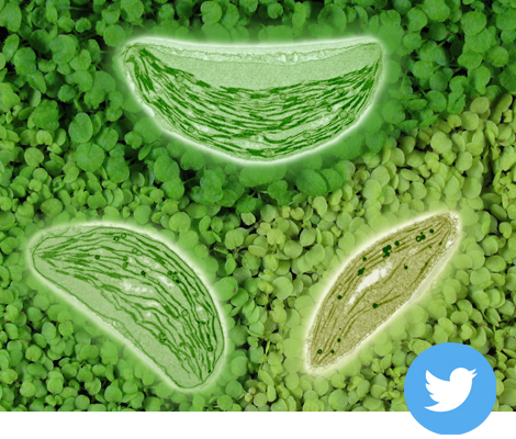 Image of chloroplasts and leaves, with link to group Twitter page