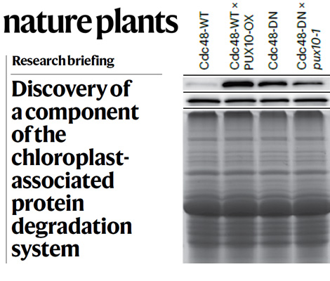 Image related to 2024 Nature Plants article on PUX10, with link