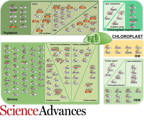 Image related to 2022 Science Advances article, with link