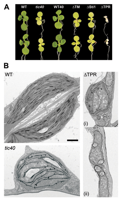 Phenotypic analysis of tic40 mutant plant lines expressing different Tic40 deletion contructs