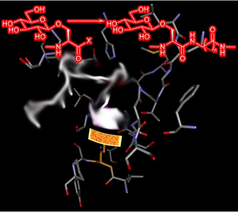 enzyme