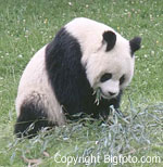 Panda - copyright bigfoto.com