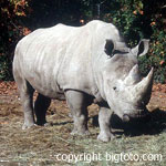 Rhino - copyright bigfoto.com