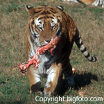 Tiger - copyright Bigfoto.com