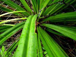 Pandanus tree