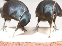 Two crows on stump