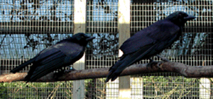 Two Crows Outside