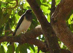 Goshawk