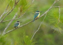 Two kingfishers