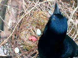 Crow nest