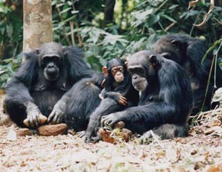 chimpanzee nut cracking