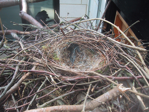 Betty's nest with no eggs yet