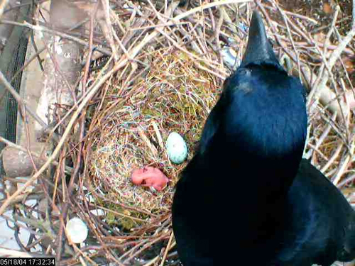 Betty with her chick ("Uék") and egg