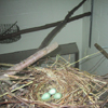 Nest with three eggs