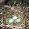 Nest with three eggs