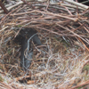 Betty's nest with no eggs yet - close up