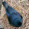 Betty sitting on her nest