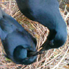 Betty's mate feeding her