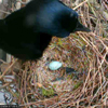 Betty's first egg - just laid!