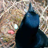 Betty with her chick ("Uk") and egg