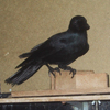 Corbeau on platform