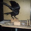 Corbeau flying off platform