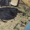 Corbeau holding Pandanus tool 2