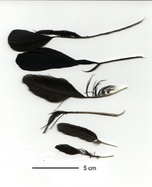 Feather tools made by Abel and Betty in captivity