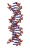 DNA rotating