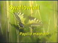 swallowtail