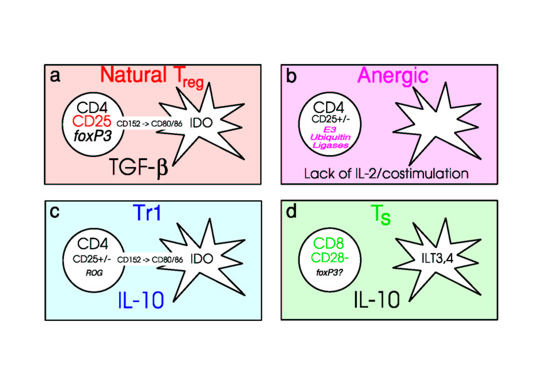 Diagram showing 4 types of regulatory T cells