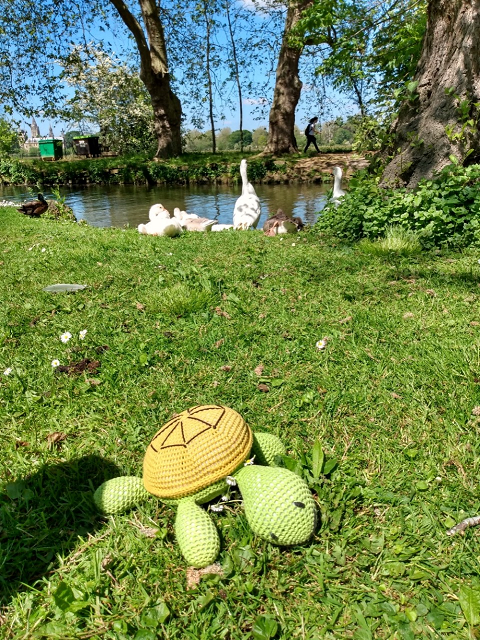 Richard Torty chilling with geese and daisy chain